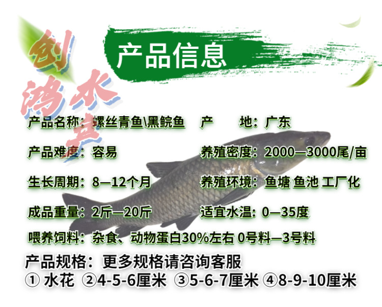 新作详情页2青鱼苗-4