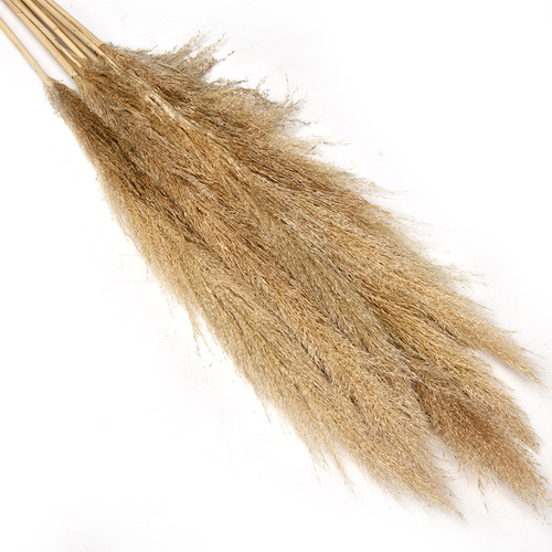 Seed-bearing reed, Phragmites dry flowers, autumn and winter decorations, wedding celebration, real flowers, photography, leisure restaurant, landscape