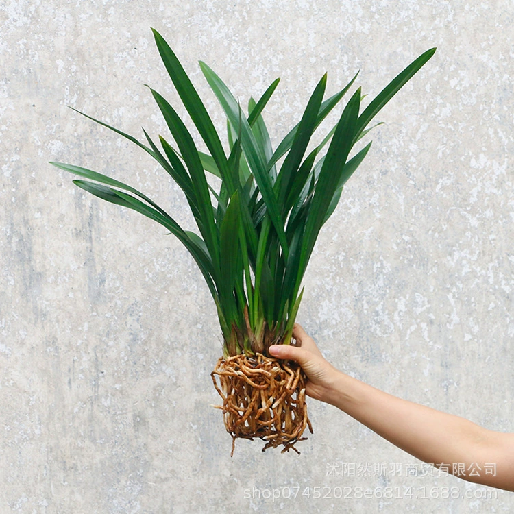 Специальное предложение на саженцы черной и драгоценной орхидеи с ароматными цветами и бутонами доставка Оригинального грунта для кормления орхидей в горшках