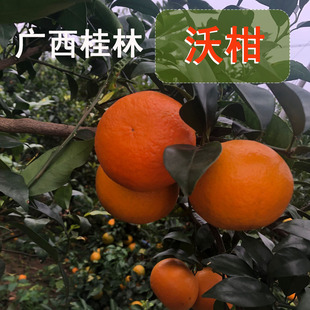 ���l�V�������̵ָ��خa�^ֱ�l�̽۬Fժ�F�u����¶���ָ�һ�����l