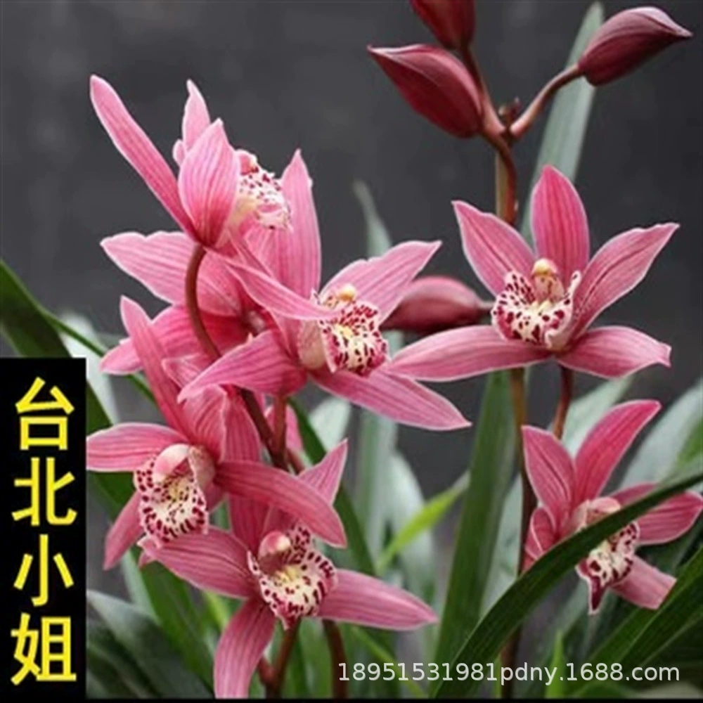 Саженцы орхидей Тайбэй: летние и осенние орхидеи-чародейки в горшках для гостиной, спальни, офиса – зеленые и декоративные растения