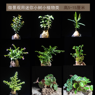 Moss Micro-Landscape Plant Mini Fern Ecological Bottle Green Plant Water and Land Rainforest Tank Water-Absorbing Stone Rockery Landscaping Resistant