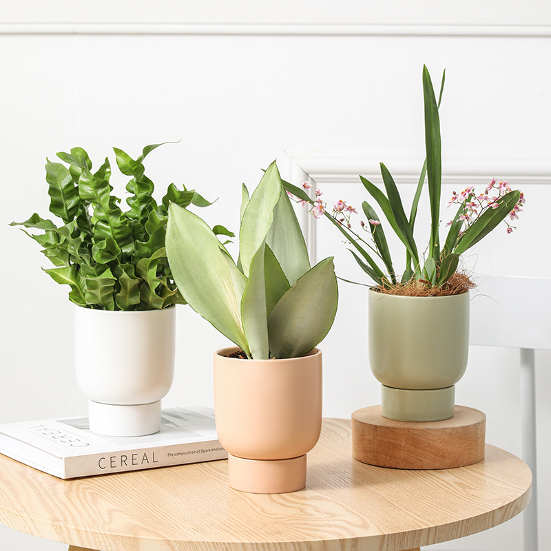 Oficina de escritorio doméstica maceta multicarne pequeña planta de orquídea mariposa planta verde maceta de cerámica con bandeja transfronteriza