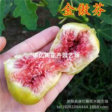 �o����������ش����ҟo���������ͺ����o���������Ե��ԷNֲ