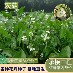 Base Straight Hair Aquatic Plant Arrowhead Seedlings Seedlings Arrowhead Seedlings Swamp Filter Pond Purification Water Quality