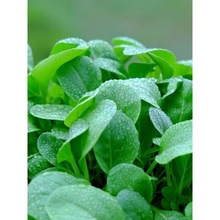 �uë�˷N�������Ϻ���С�ײ���˼�ͥ�Nֲ�߲˷N���r�Ҳ˷N�Ӵ�ȫ