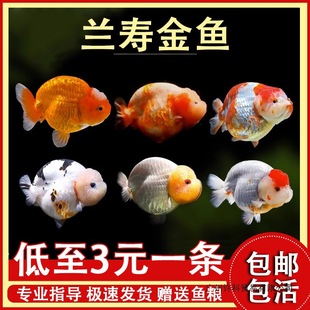 �m�۽��~���~�~����ˮ�^�p�~���B�ͻ��~��椽��~���֌���С�~