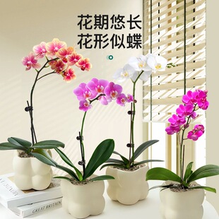 �����m���������������ܿ͏d�҃��ﶬֲ���m�����ļ��_���Gֲ���B