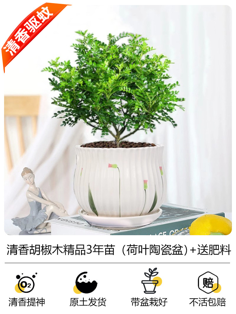 프리미엄 3년생 모기향기 + [튤립 세라믹 화분] + 무료 비료