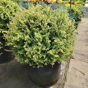 С������Զ��������G���~��ľ���Rֲ���̨ͥԺ�͟��ͺ�����