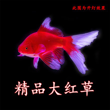 �Lβ��t�ݽ��~��ˮ���B�ͻˮ�^�p�~�\�����w���~���~�ݽ��~��