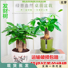 发财树盆栽植物室内客厅绿植小盆景四季常青办公室桌面小盆栽花卉