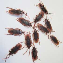 万圣节PVC软胶蟑螂 仿真蟑螂假蟑螂 吓一跳蟑螂 整蛊吓人玩具小强