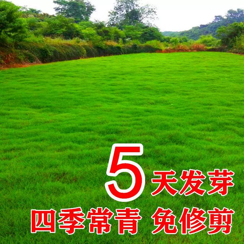 Зеленые семена газонных гномов, семена газонной травы без обрезки, семена газонной травы для защиты склонов, четырехсезонный двор, морозостойкий четырехсезонный зеленый цвет.