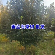 zĘlС~zĻ䴹z5-12ִz