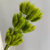 A bunch of olive green rabbit tail grass contains about 60 pieces