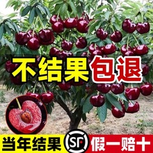 ܇ӘҘϷNֲͥԺ䰫Ҙ