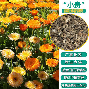 Imported Flower Landscape Calendula Flower Seeds Flower Seeds Flower Seeds Complete Grass Flower Seeds All Year Round Flower Seeds