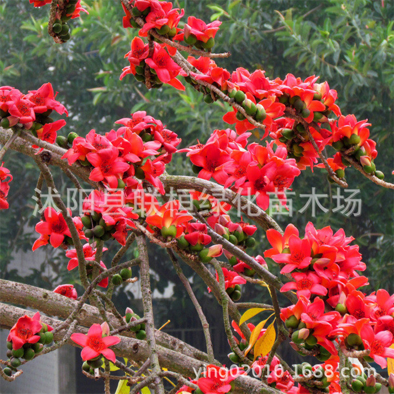 木棉花种子 美丽异木棉种子乔木种子南方行道树公园绿化苗木种籽