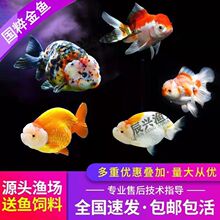 ��������������С�����������ˮ�����ٵ�β�����вƳ�������