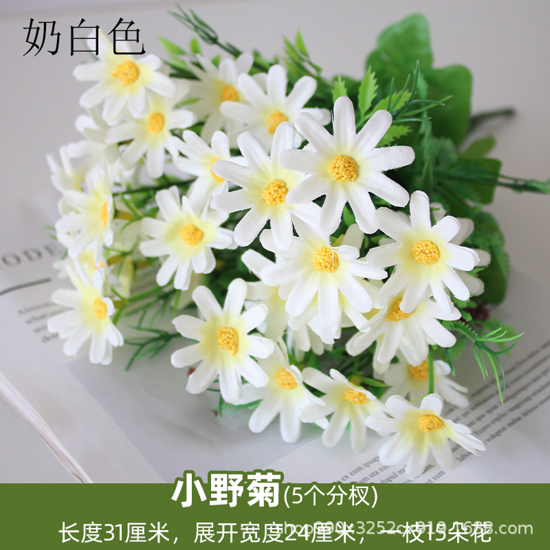 Blanco lechoso Crisantemo salvaje