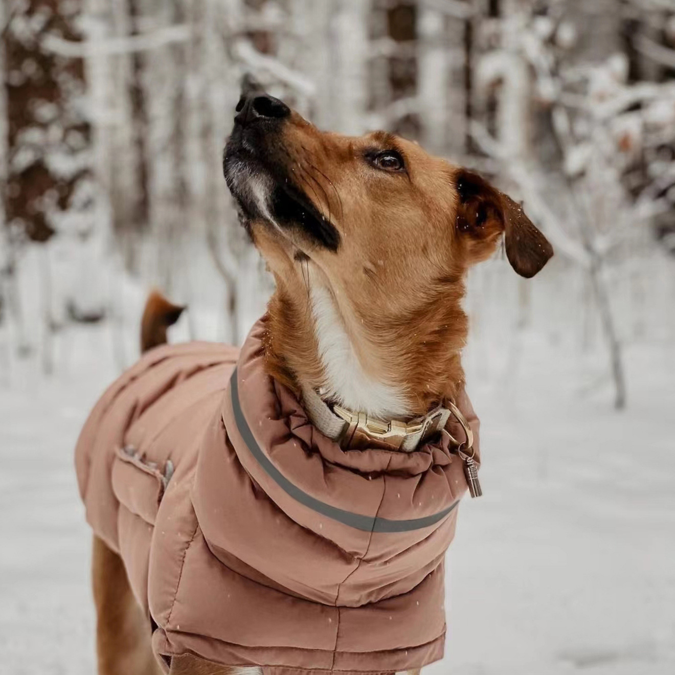 Dog clothes cross-border foreign trade autumn and winter thickened warm waterproof windproof two-legged coat pet vest cotton-padded clothes wholesale