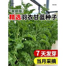 羽衣甘蓝种孑种子紫色蔬菜种籽四季食用耐寒盆栽阳台羽衣甘蓝菜籽