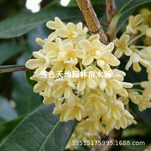 �𻨘���������𵤹��y����������ļ���ͥԺ�̨���Ե���