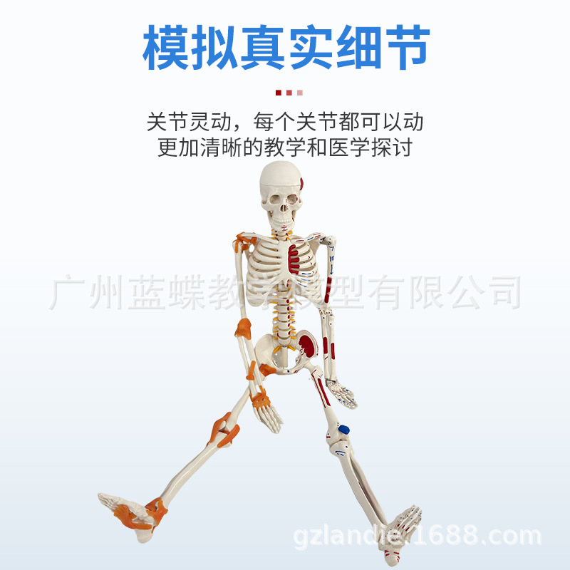 85CM���弡������ṹ�ʹ�ȫ���Ǽ�ģ�Ϳɲ�ж��׵�٤С������