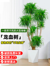�W�t��횘�͏d�Gֲ���Ͷ��^��Ѫ�����F���҃ȿ͏d����ֲ���辰��