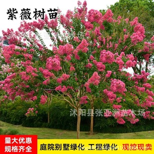 �������l�G����ޱ����t����ޱ����ռt����t�����ޱ��������ޱ