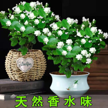 һ�������ļ��ذ������ͷ����������Ũ����̨���Ի��ܹۻ�ֲ
