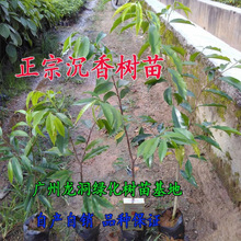 沉香苗树沉香树苗沉香木药材名贵海南珍贵沉香苗沉香树苗奇楠苗