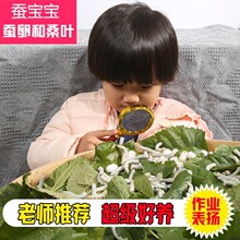 蚕宝宝活蚕活物天然七彩色蚕卵蚕子蚕籽批发学生养蚕套装新鲜桑叶