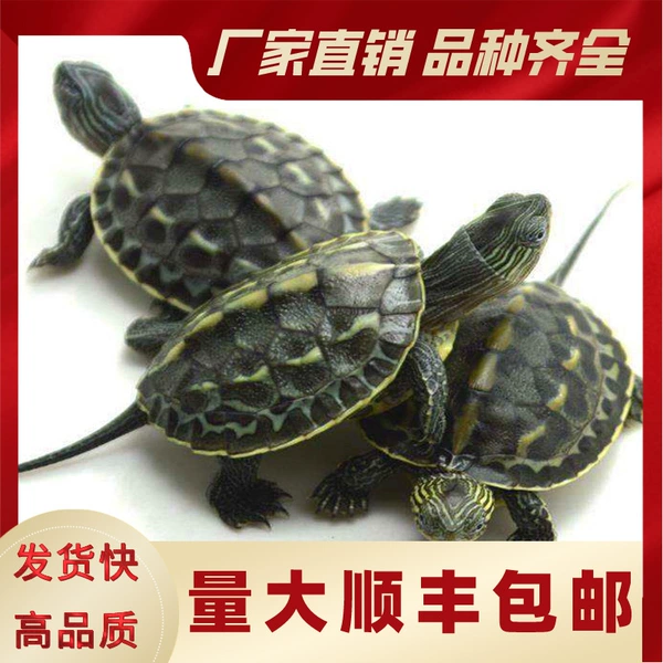*Pearl hybrid grass eats vegetables eats leftover rice turtle
