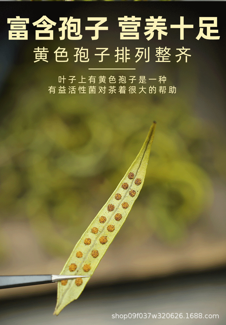 Wild Small Leaf Orthosiphon Kidney Tea Mao Xu Cao Dried Herb for Daily Herbal Infusion 250g in use