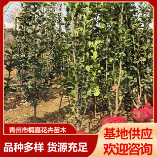 The Base Supplies Cold-Resistant and Easy-To-Grow Courtyard Fence and Hedge Plants, Hokkaido Boxwood and Hokkaido Holly Seedlings