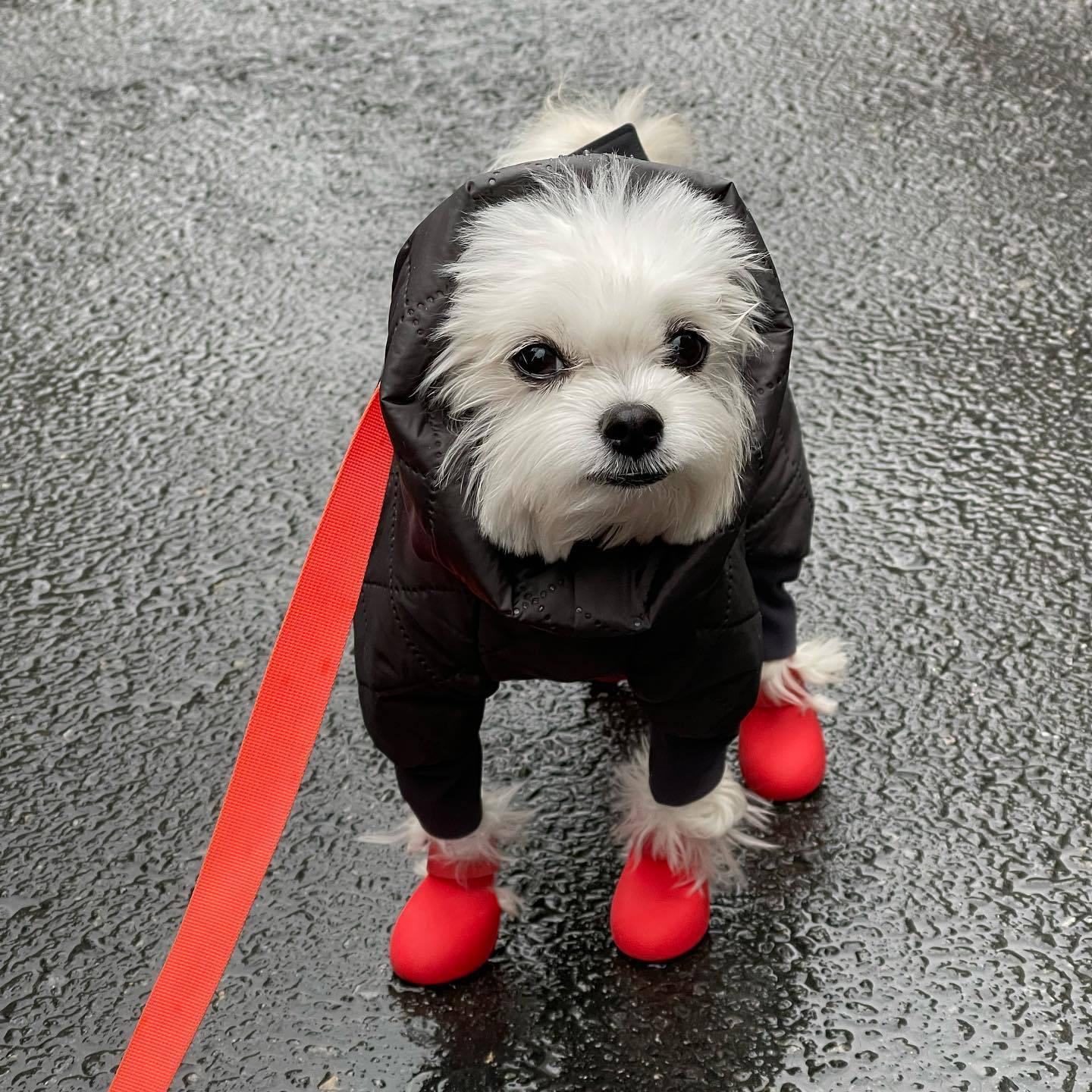 Mismo estilo zapatos de perro Botas de lluvia de silicona invierno Teddy mascota no gota anti-pie cubierta lindo pequeño perro grande anti-sucio
