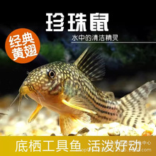 热带鱼清道夫珍珠鼠满天星鼠鱼吃垃圾观赏鱼工具清洁鱼活体鱼批发
