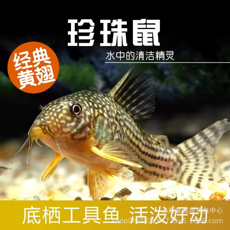 热带鱼清道夫珍珠鼠满天星鼠鱼吃垃圾观赏鱼工具清洁鱼活体鱼批发