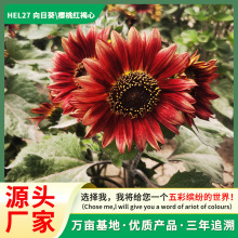 厂家直销向日葵种子四季播种庭院花海种植种子室外易活庭院