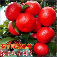 ���o�t���Ә��������ǽ����ϱ����Nֲ�۽���������٘���ɰ������