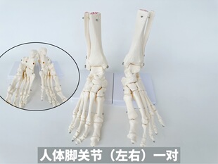 Left and right one-to-one foot joint display model foot joint, tibia, fibula, tarsal, metatarsal and phalangeal anatomy