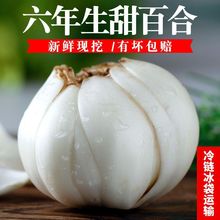 新鲜现挖兰州百合食用甜百合农家生百合1斤/2斤/3斤/4斤单包250g