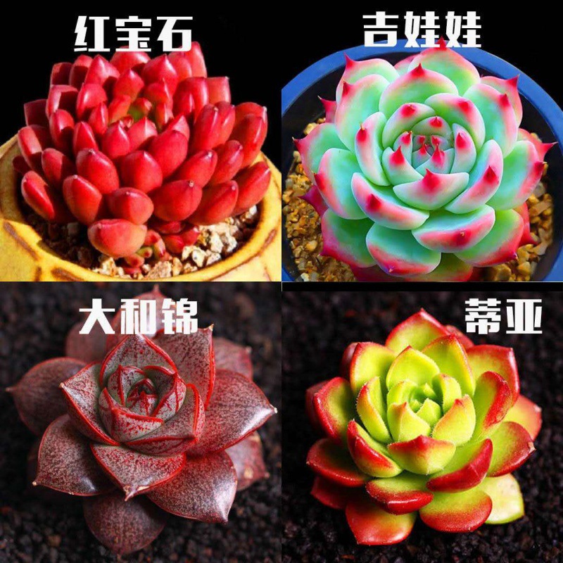 Botany Potted plant wholesale 3-32 combination Yulu Ruby Green plant flowers and plants gardening On behalf of