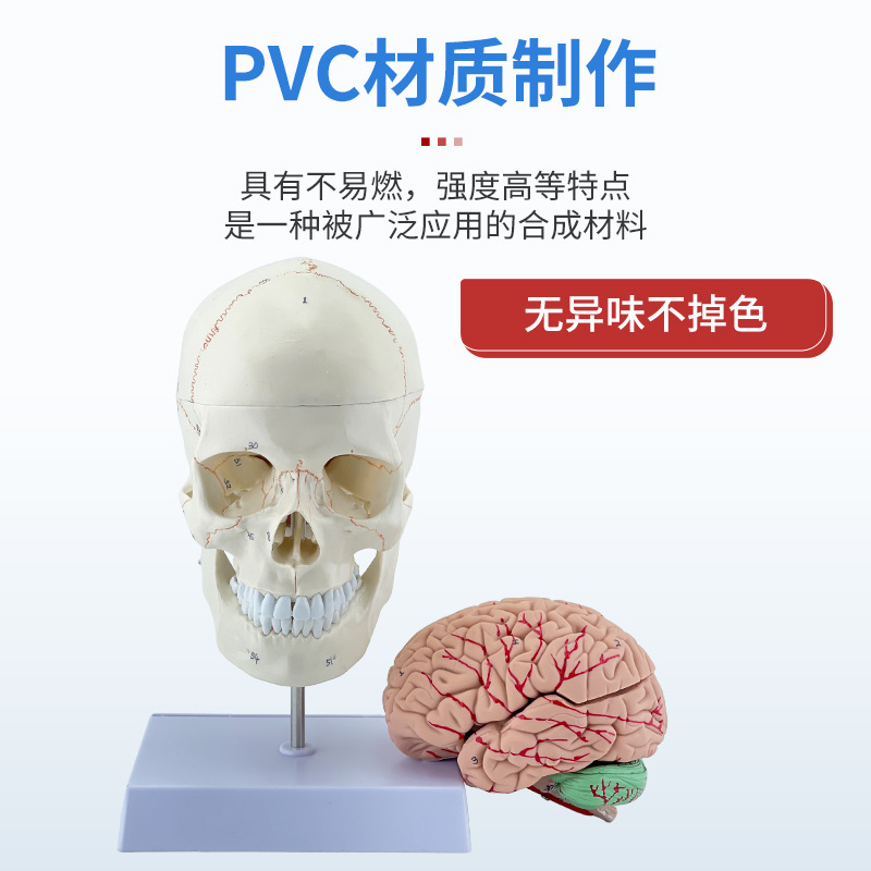 ��ѧ����1:1��Ȼ��ͷ­�Ǳ걾���ֱ�ʶ���ʷ������ñ�׼ͷ��ģ��