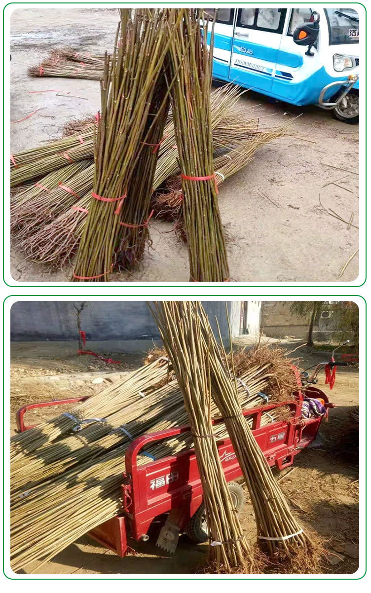 O1CN01xQr9XW2CJ4Kg8EItj_!!2970