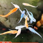 观背青鳉鱼自来水好养耐活体冷水鱼苗青将小型观赏鱼成鱼家养