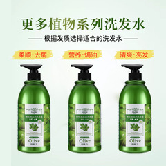 Olive Anti-Dandruff Smooth Shampoo Long-lasting Fragrance Refreshing Oil Control Shampoo Shampoo Cream for Men and Women Wholesale