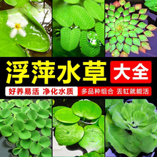 Ƽˮֲ~쾰ðˮһ~ɏˮܽˮJ˯ɏˮˮ